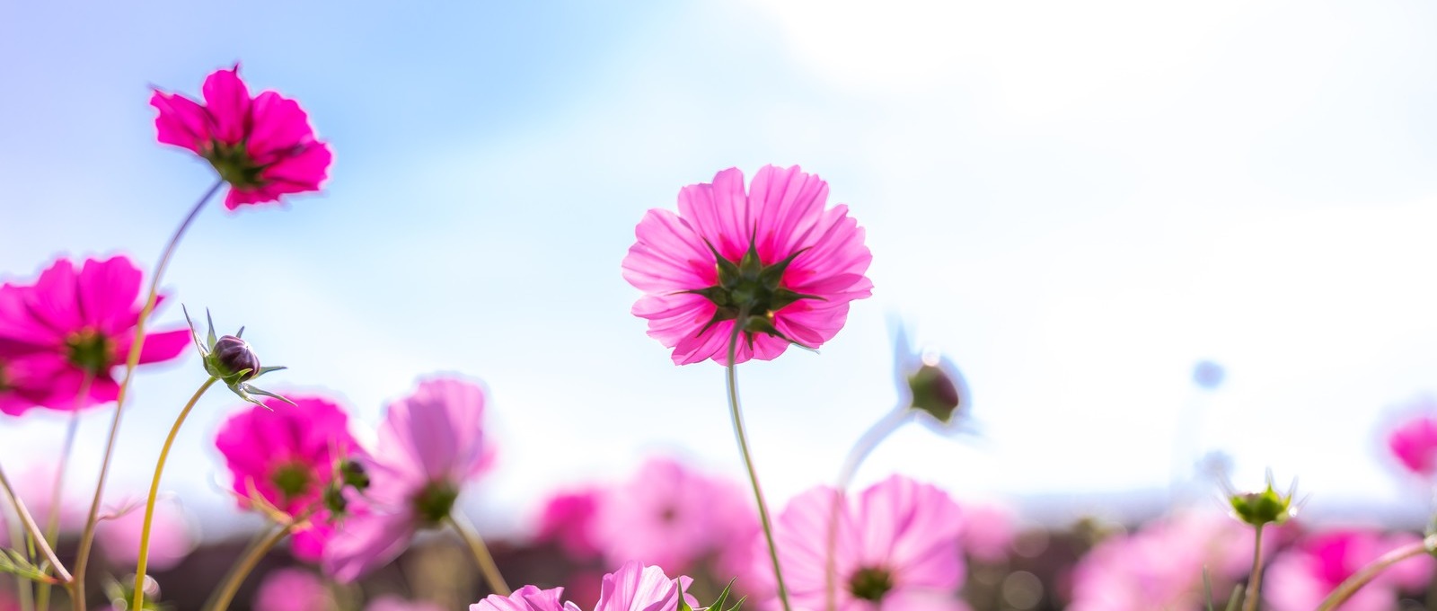 サンプルサイト